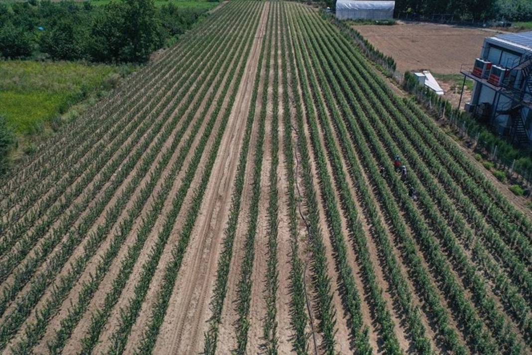 Yılda bir milyon meyve fidanı üretip ihraç ediyorlar: Elektrik bedava! Öyle bir sistem kurmuşlar ki paraya para demiyorlar 8